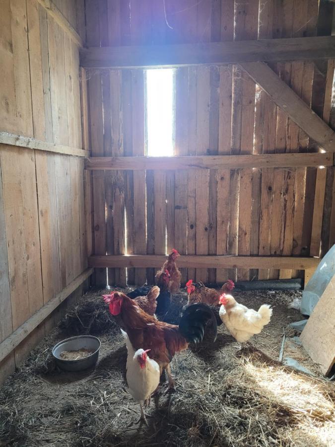Agroturystyka Kaszuby Villagehome Borzytuchom Екстериор снимка